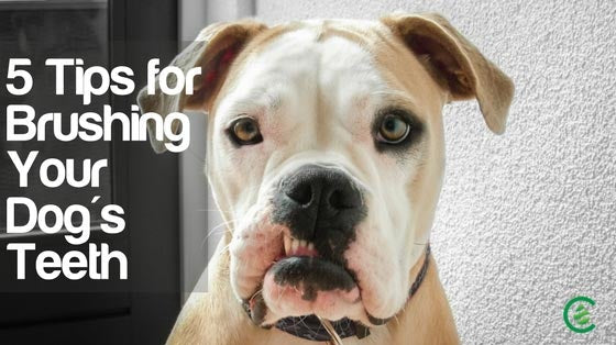 Cedarcide Blog Post Image, 5 Tips for Brushing Your Dog's Teeth