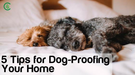Cedarcide Blog Post Image, 5 Tips for Dog-Proofing Your Home