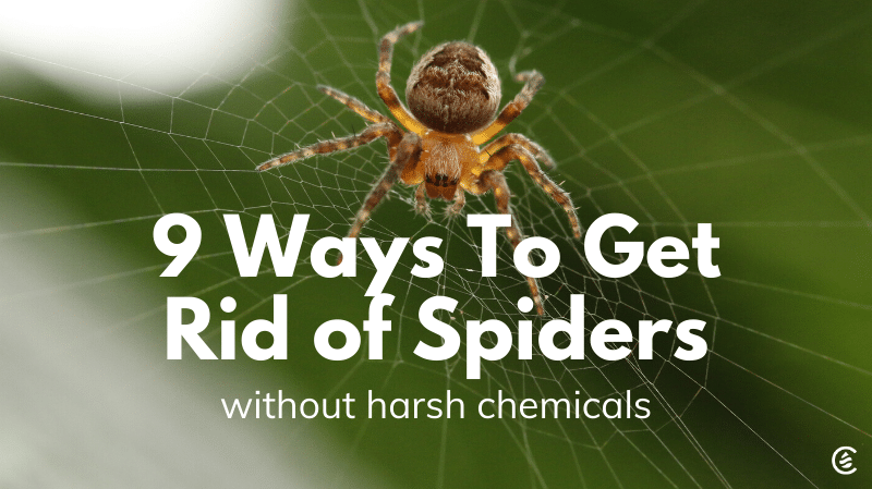 Cedarcide Blog Post Image, 9 Ways To Get Rid of Spiders Without Harsh Chemicals