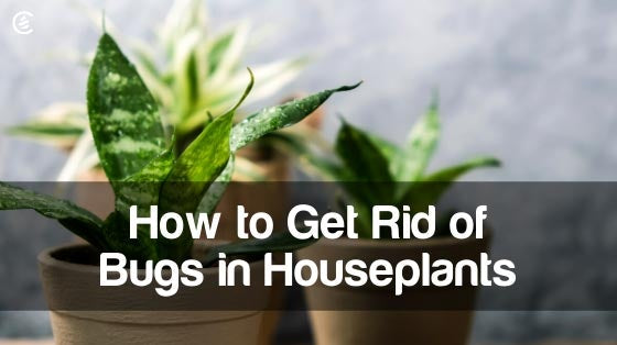 Cedarcide Blog Post Image, How to Get Rid of Bugs in Houseplants