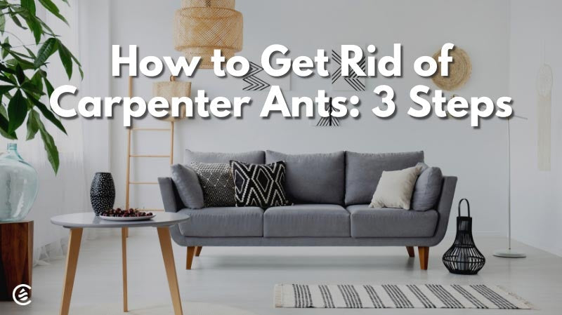 Cedarcide Blog Post Image, How to Get Rid of Carpenter Ants: 3 Steps