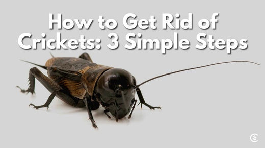 Cedarcide Blog Post Image, How to Get Rid of Crickets: 3 Simple Steps