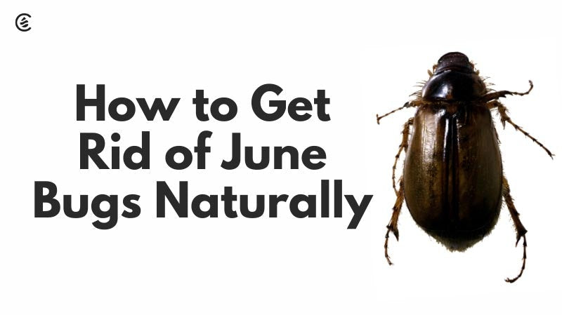 Cedarcide Blog Post Image, How to Get Rid of June Bugs Naturally