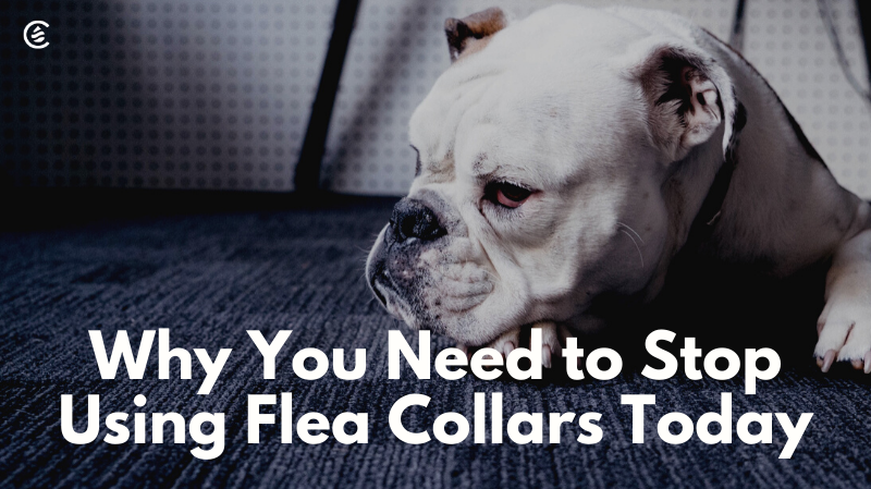Cedarcide Blog Post Image, Why You Need To Stop Using Flea Collars Today