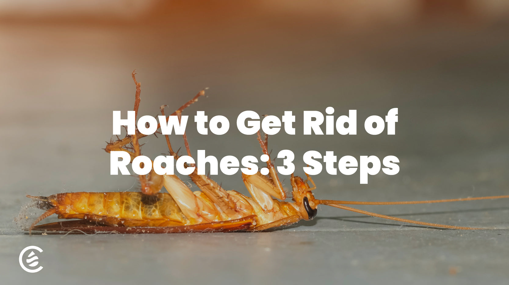 Cedarcide Bog Post Image, How to Get Rid of Roaches: 3 Steps