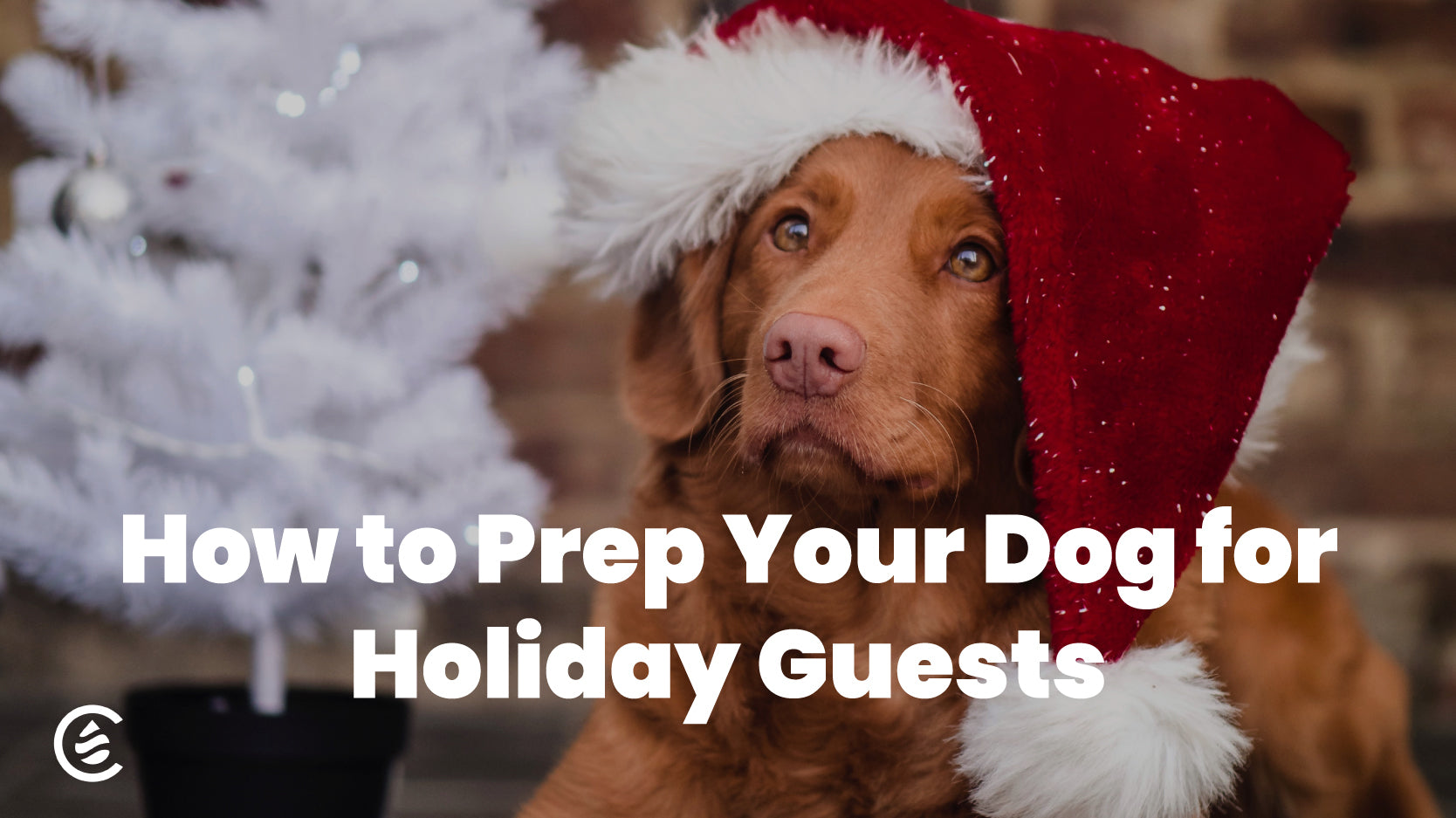 Cedarcide Blog Post Image, How to Prep Your Dog for Holiday Guests