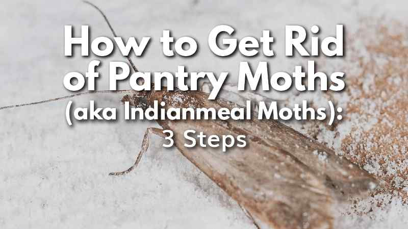 Cedarcide Blog Post Image, How to Get Rid of Pantry Moths: 3 Steps