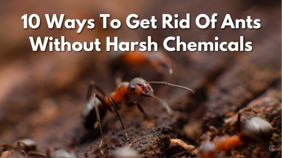 Cedarcide Blog Post Image, 10 ways to get rid of ants without harsh chemicals