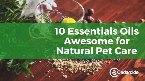 Cedarcide Blog Post Image, 10 Essential Oils Awesome for Natural Pet Care