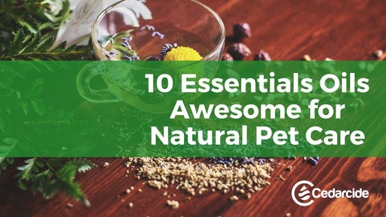 Cedarcide Blog Post Image, 10 Essential Oils Awesome for Natural Pet Care