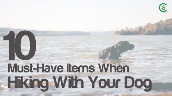 Cedarcide Blog Post Image, 10 Must-Have Items When Hiking with Your Dog