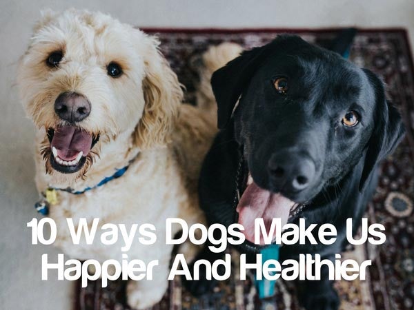 Cedarcide Blog Post Image, 10 Ways Dogs Make Us Happier And Healthier