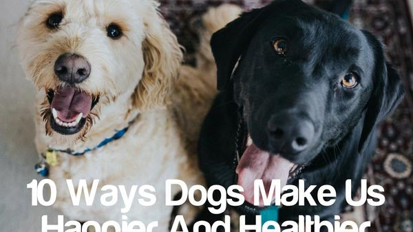 Cedarcide Blog Post Image, 10 Ways Dogs Make Us Happier And Healthier