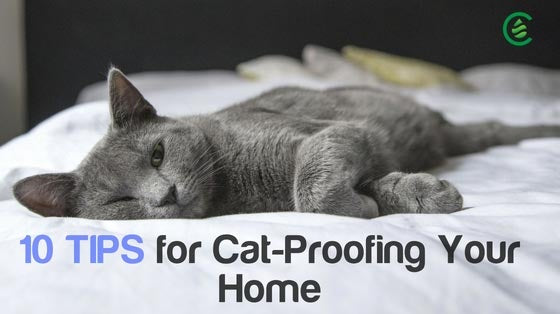 Cedarcide Blog Post Image, 10 Tips for Cat-Proofing Your Home