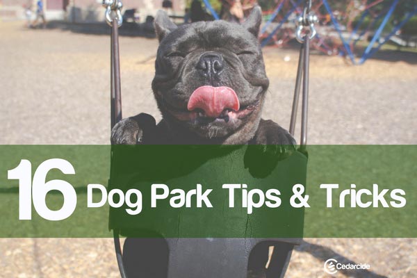 Cedarcide Blog Post Image, 16 Dog Park Tips & Tricks
