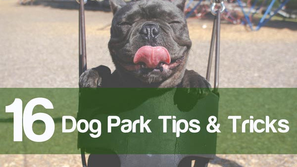 Cedarcide Blog Post Image, 16 Dog Park Tips & Tricks