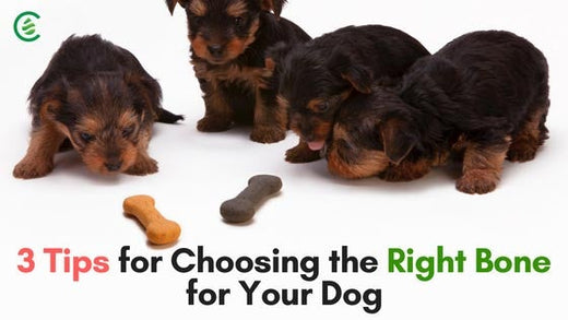 Cedarcide Blog Post Image, 3 Tips for Choosing the Right Bone for Your Dog