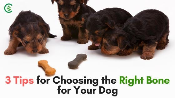 Cedarcide Blog Post Image, 3 Tips for Choosing the Right Bone for Your Dog