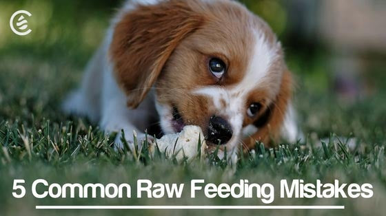 Cedarcide Blog Post Image, 5 Common Raw Feeding Mistakes