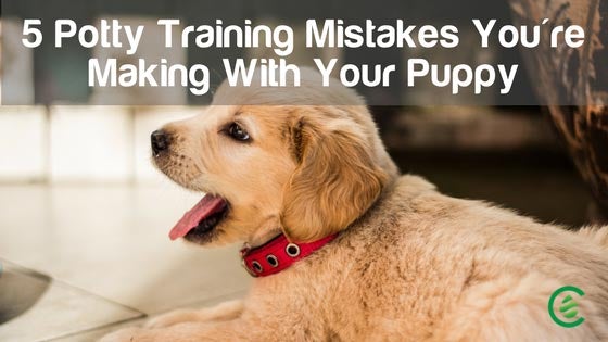Cedarcide Blog Post Image, 5 Potty Training Mistakes You're Making With Your Puppy