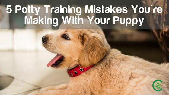 Cedarcide Blog Post Image, 5 Potty Training Mistakes You're Making With Your Puppy
