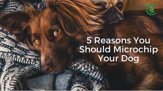 Cedarcide Blog Post Image, 5 Reasons You Should Microchip Your Dog