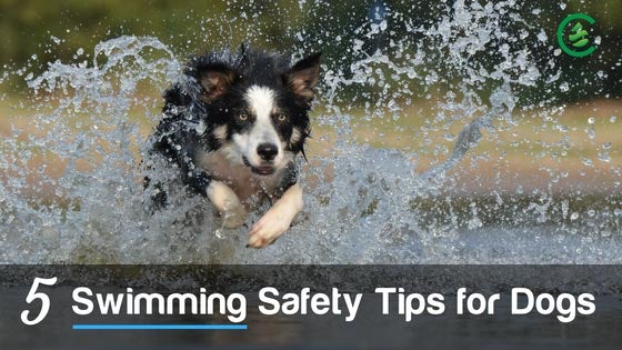Cedarcide Blog Post Image, 5 Swimming Safety Tips for Dogs