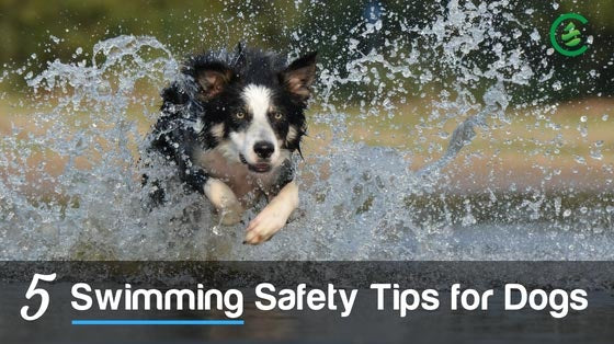 Cedarcide Blog Post Image, 5 Swimming Safety Tips for Dogs