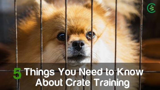 Cedarcide Blog Post Image, 5 Things You Need to Know About Crate Training