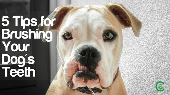 Cedarcide Blog Post Image, 5 Tips for Brushing Your Dog's Teeth