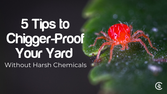 Cedarcide Blog Post Image, 5 Tips to Chigger-Proof Your Yard Without Harsh Chemicals