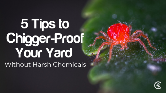 Cedarcide Blog Post Image, 5 Tips to Chigger-Proof Your Yard Without Harsh Chemicals