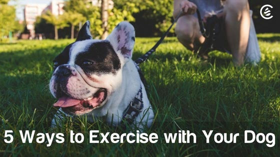 Cedarcide Blog Post Image, 5 Ways to Exercise With Your Dog
