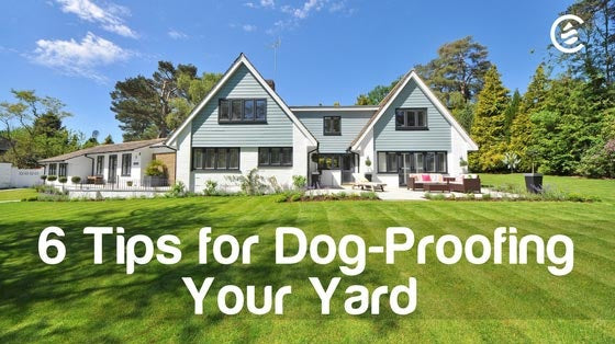 Cedarcide Blog Post Image, 6 Tips for Dog-Proofing Your Yard
