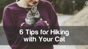 Cedarcide Blog Post Image, 6 Tips for Hiking with Your Cat