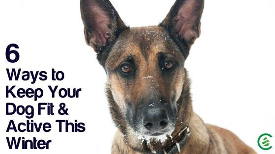 Cedarcide Blog Post Image, 6 Ways to Keep Your Dog Fit & Active This Winter