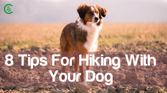 8 Tips for Hiking With Your Dog