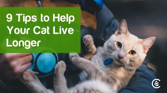 Cedarcide Blog Post Image, 9 Tips to Help Your Cat Live Longer