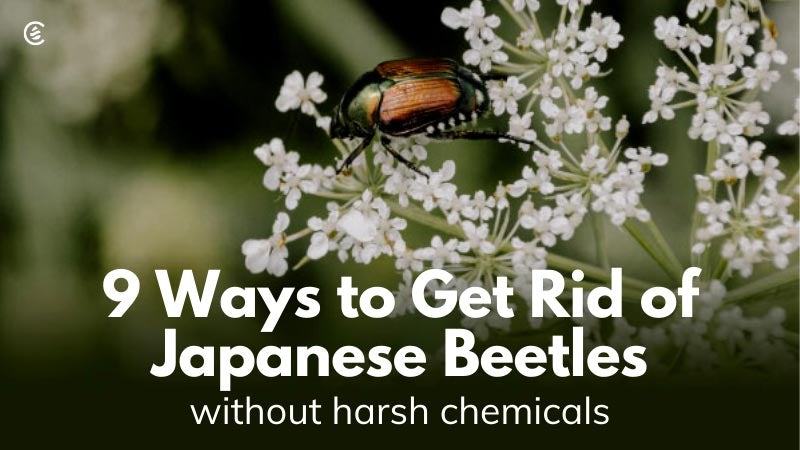Cedarcide Blog Post Image, 9 Ways to Get Rid of Japanese Beetles without Harsh Chemicals