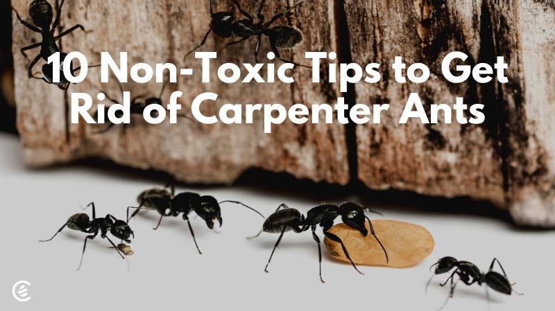 Cedarcide Blog Post Image, 10 Non-Toxic Tips to Get Rid of Carpenter Ants