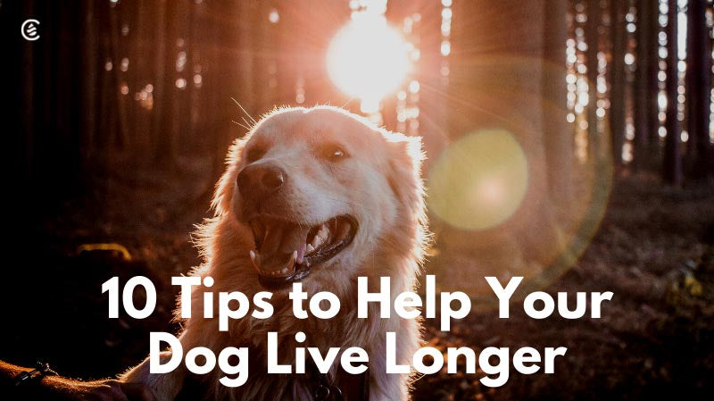Cedarcide Blog Post Image, 10 Tips to Help Your Dog Live Longer