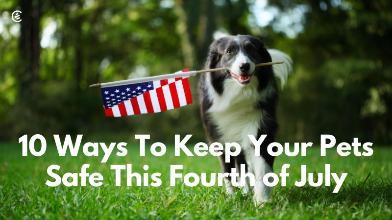 Cedarcide Blog Post Image, 10 Ways To Keep Your Pets Safe This Fourth of July