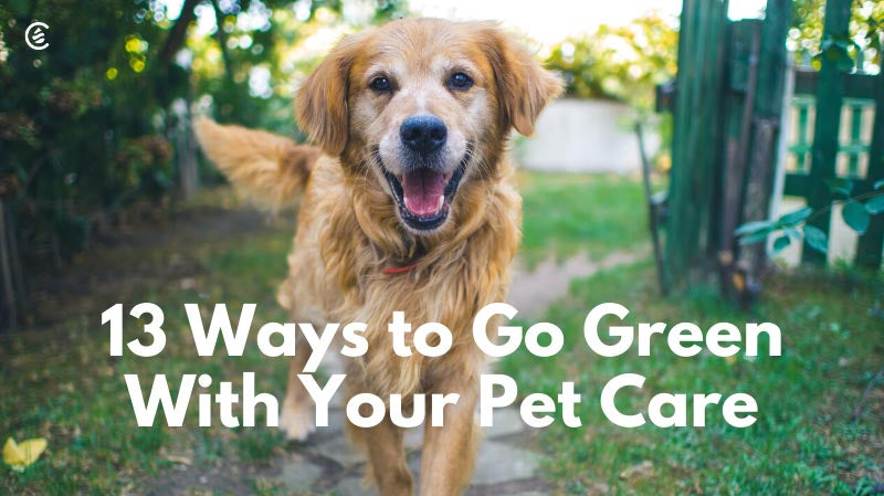 Cedarcide Blog Post Image, 13 Ways to Go Green With Your Pet Care