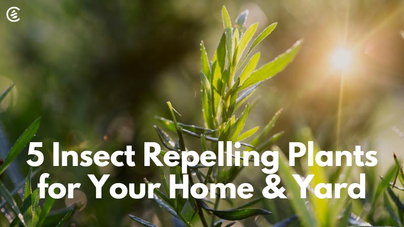 Cedarcide Blog Post Image, 5 Insect-Repelling Plants for Your Home & Yard