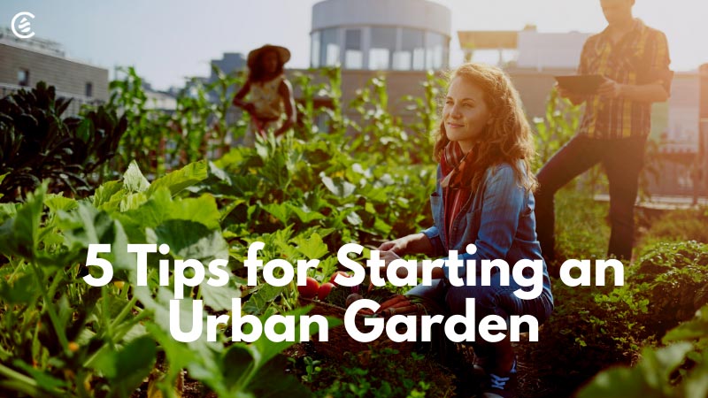 5 Tips For Starting An Urban Garden