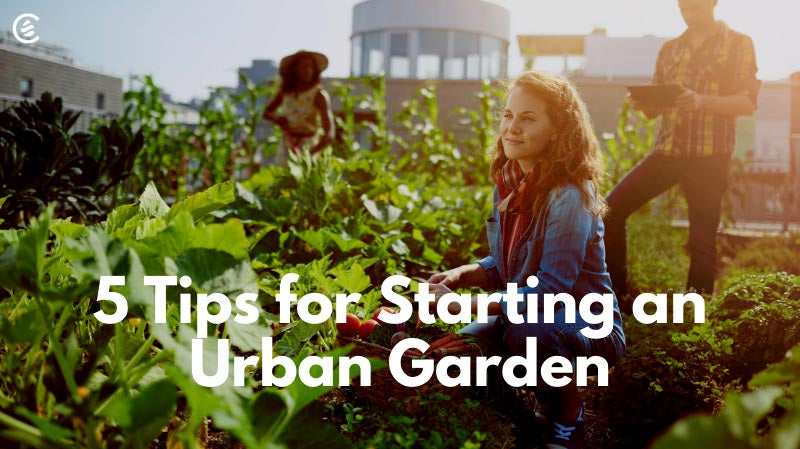 5 Tips For Starting An Urban Garden