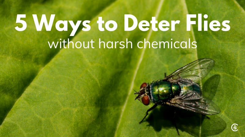 Cedarcide Blog Post Image, 5 Ways to Deter Flies Without Harmful Chemicals