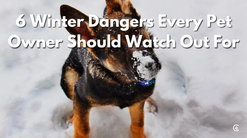 Cedarcide Blog Post Image, 6 Winter Dangers Every Pet Owner Should Watch Out For