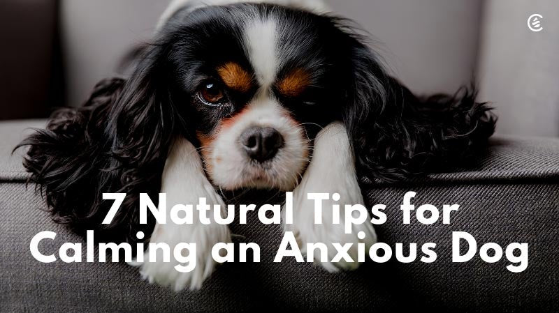Cedarcide Blog Post Image, 7 Natural Tips for Calming an Anxious Dog