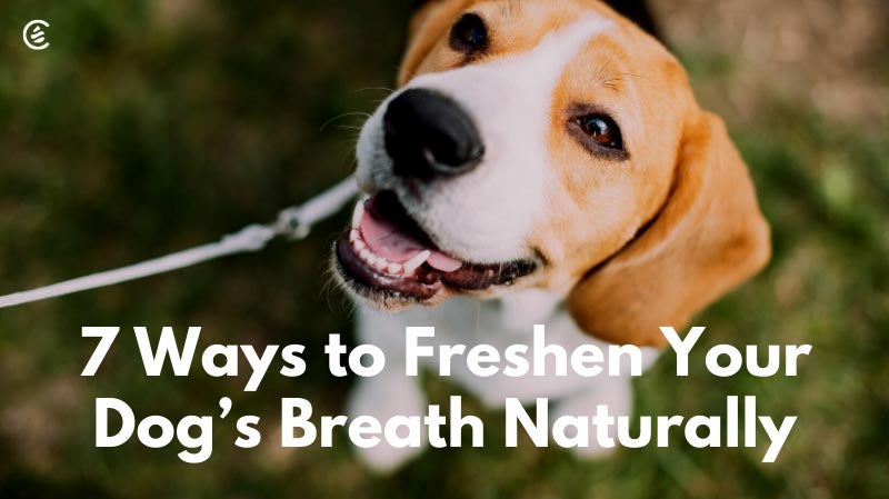 Cedarcide Blog Post Image, 7 Ways to Freshen Your Dog's Breath Naturally